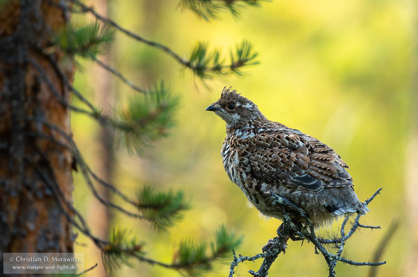 Haselhuhn Jungvogel