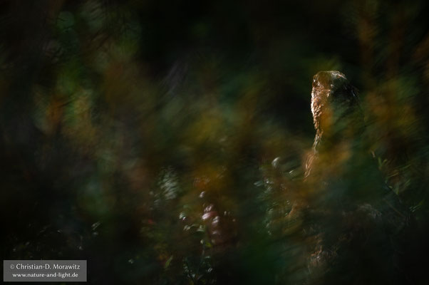 Haselhuhn Henne in der Vegetation