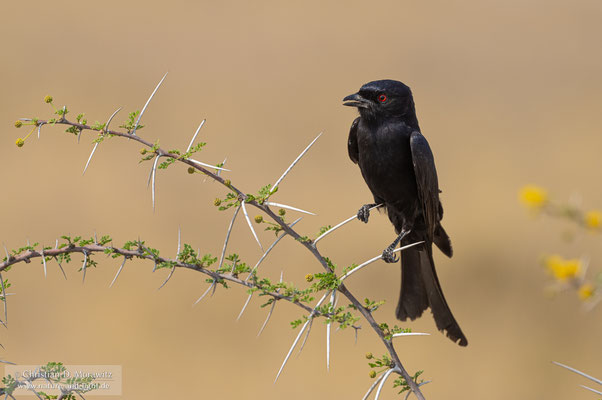 Trauerdrongo
