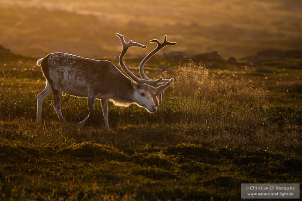 Rentierbulle im goldenen Abendlicht