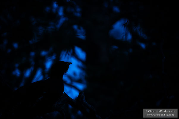 Auerhahn mitten in der Nacht