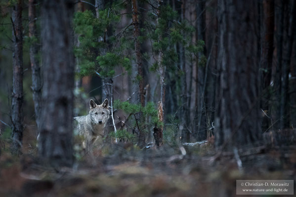Wolfswelpe im Wald