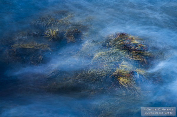 Tang in den brechenden Wellen an der Küste
