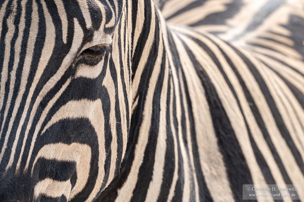 Steppenzebra