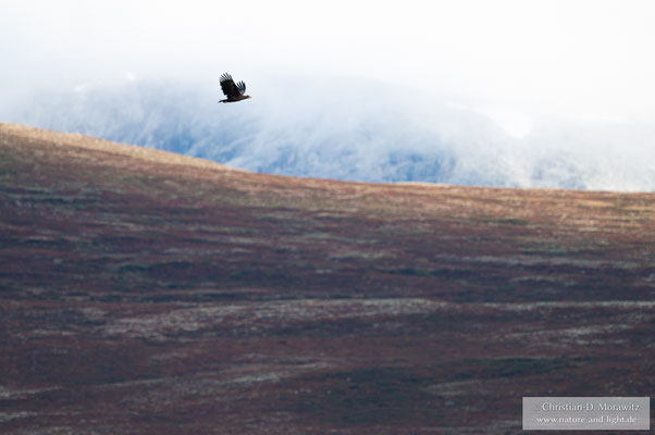 Seeadler über dem Dovrefjell Nationalpark