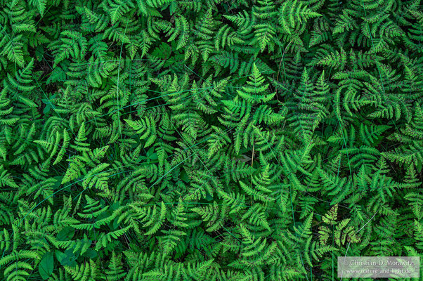 Farn bedeckt den Waldboden zwischen den Birken