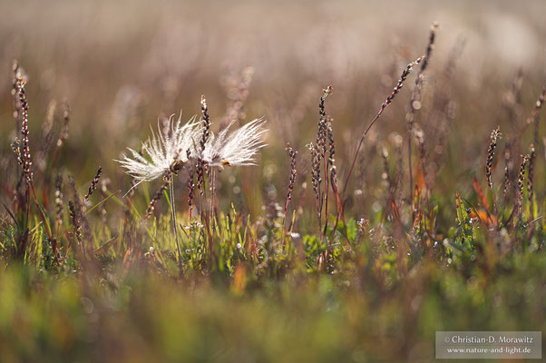 An der Küste schließt sich Tundra an