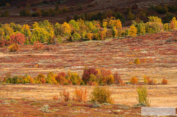 So intensiv waren die Farben am Ende der Zeit in Norwegen