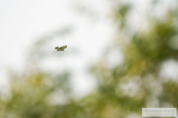 Mäusebussard im Flug hinter einem Baum mit Serienbildmodus und AF-C, 800 mm, f/11, 1/1600 Sek. und ISO 1600