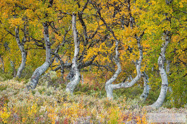 Birken in goldenen Herbstfarben