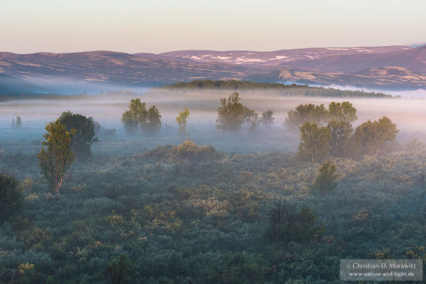 Morgennebel im ersten Licht