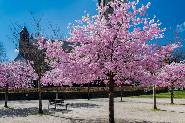 Kirschblüte Wipperfürth, Hausmannsplatz