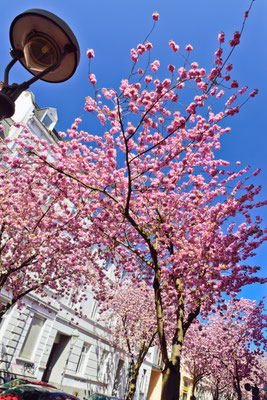 Kirschblüte Bonn, Heerstraße