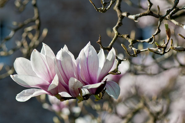 Magnolienblüte im Bergischen