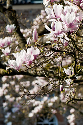 Magnolienblüte im Bergischen