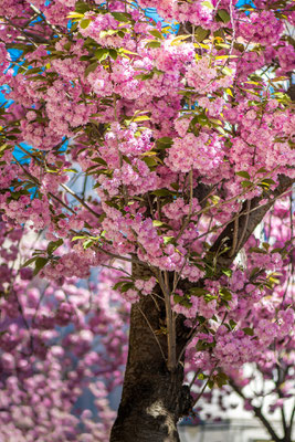 Kirschblüte Bonn, Heerstraße