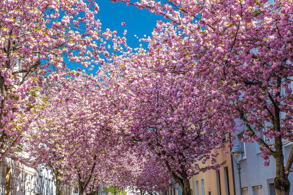 Kirschblüte Bonn, Heerstraße