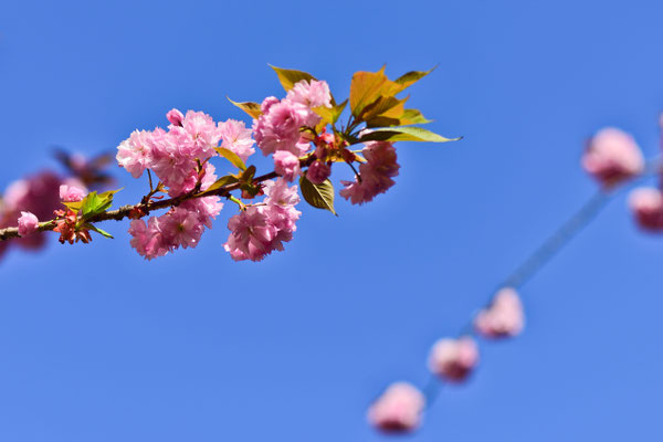 Kirschblüte Bonn, Heerstraße