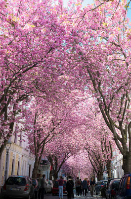 Kirschblüte Bonn, Heerstraße