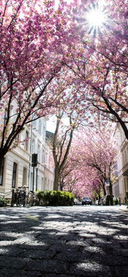 Kirschblüte Bonn, Heerstraße
