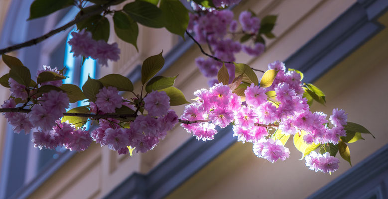 Kirschblüte Bonn, Heerstraße