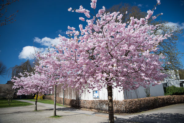 Kirschblüte Wipperfürth, Hausmannsplatz