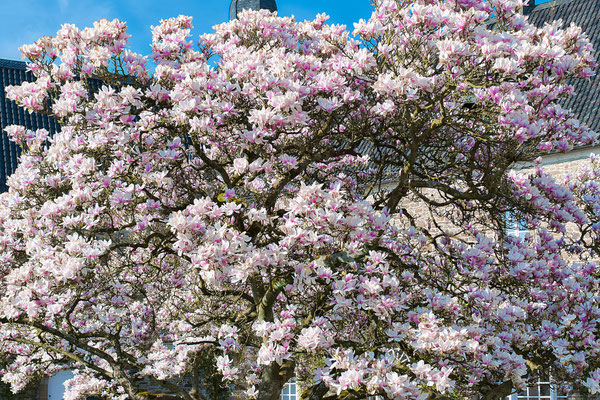 Magnolienblüte im Bergischen