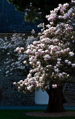 Magnolienblüte im Bergischen