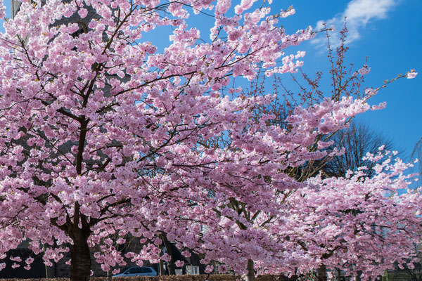 Kirschblüte Wipperfürth, Hausmannsplatz