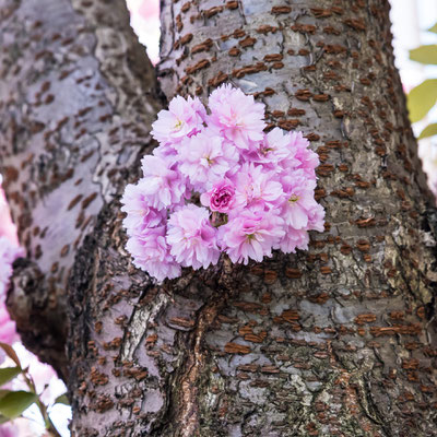 Kirschblüte Bonn, Heerstraße