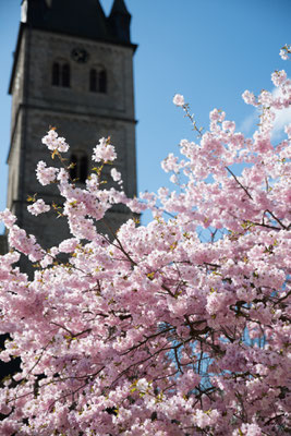 Kirschblüte Wipperfürth, Hausmannsplatz