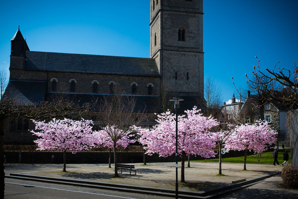 Kirschblüte Wipperfürth, Hausmannsplatz