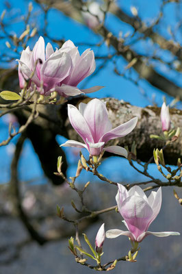 Magnolienblüte im Bergischen