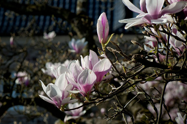Magnolienblüte im Bergischen