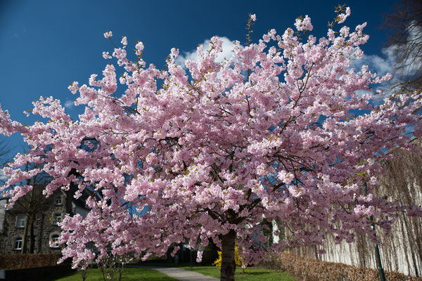 Kirschblüte Wipperfürth, Hausmannsplatz