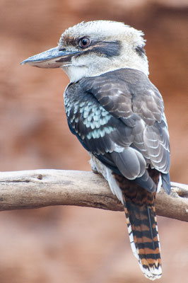 Kookaburra "Der lachende Hans"