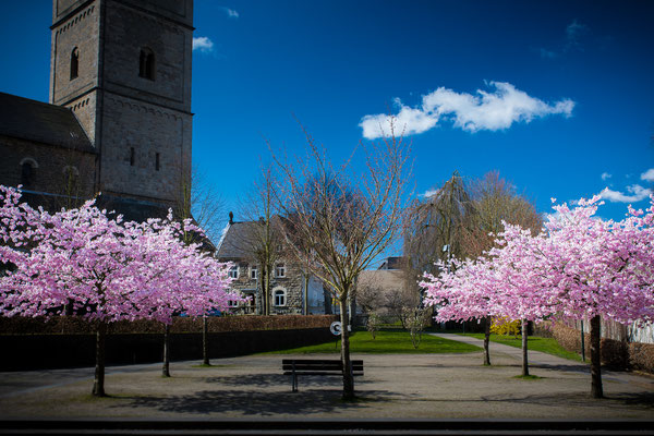 Kirschblüte Wipperfürth, Hausmannsplatz