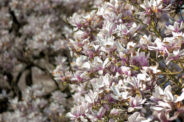 Magnolienblüte im Bergischen
