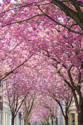 Kirschblüte Bonn, Heerstraße