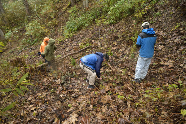 こっちにも植えます
