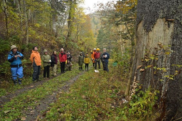 ビッキさんとビッキの木のエピソード
