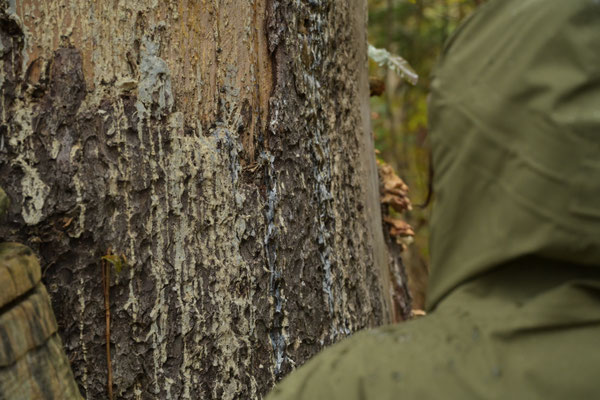 クマの背こすりの跡