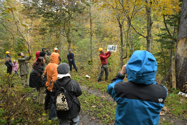 アカエゾマツの説明