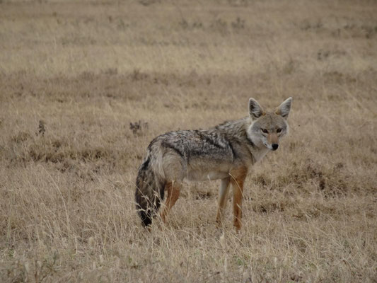 Fotogener Schakal in der Serengeti.
