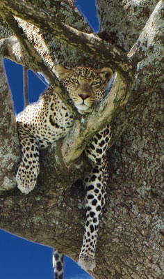 Leopard im Serengeti-Nationalpark, Januar 2014