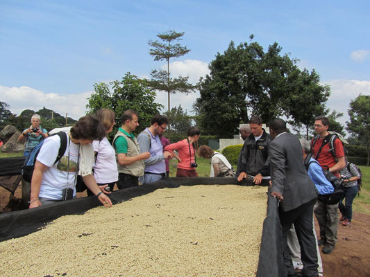Besichtigung der Tchibo-Kaffeefarm: Trocknungstische fuer geschaelte Kaffeebohnen.