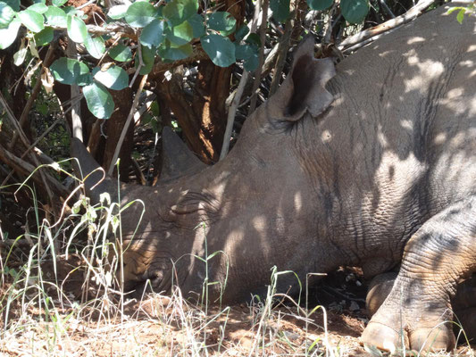 Spitzmaulnashorn