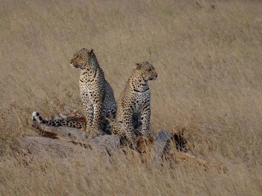 Leopardin mit fast erwachsenen Jungtier in der Serengeti.