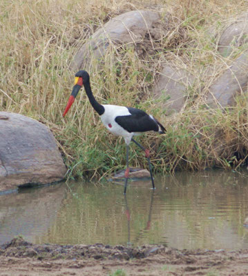 Ein Sattelstorch bei der Nahrungssuche.
