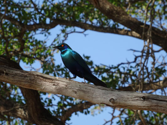Glanz-Starling.
